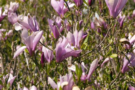 Leonard Messel Magnolia Trees Today Nursery