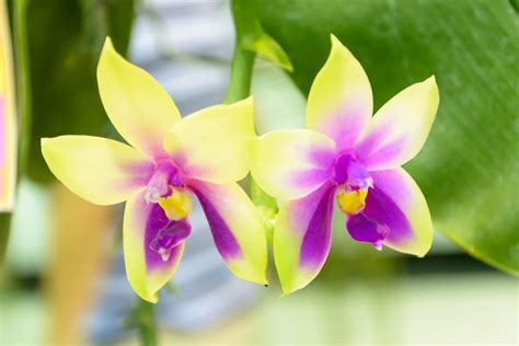Orchidaceae is a diverse and widespread family of flowering plants