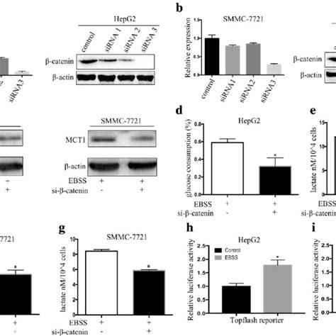 Autophagy Activated Wntβ Catenin Signaling In Hcc Cells A B Download Scientific Diagram