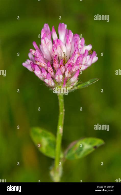 Trifolium Pratense Fotos Und Bildmaterial In Hoher Aufl Sung Alamy