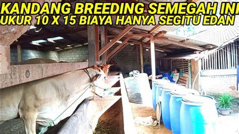 Ukuran Kandang Breeding Sapi Semegah Ini 10 X 15 Biaya Cuma Segitu