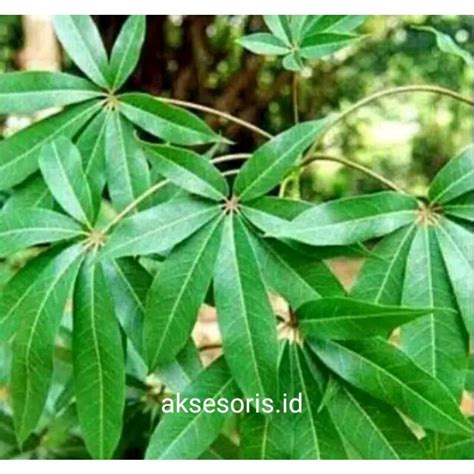 Jual Daun Randu Pohon Kapuk Shopee Indonesia