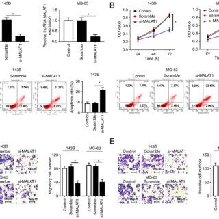 MALAT1 Knockdown Suppresses Proliferation Migration Invasion And