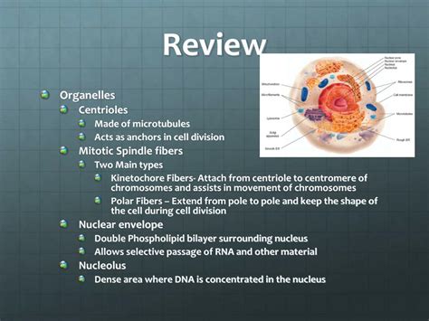 Ppt Chapter 8 Cell Reproduction Powerpoint Presentation Free Download Id 1394583