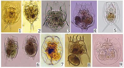 Some Interesting Rotifers From Mexico 1 Lecane Yatseni 2 Lecane