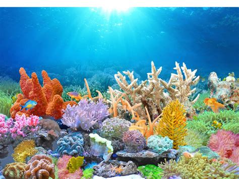 Coral Reef Background - 1000x749 Wallpaper - teahub.io