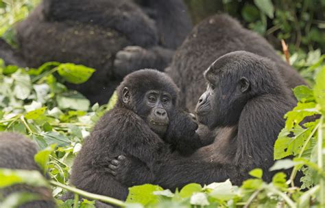 Mountain gorillas are making a comeback - Earth.com