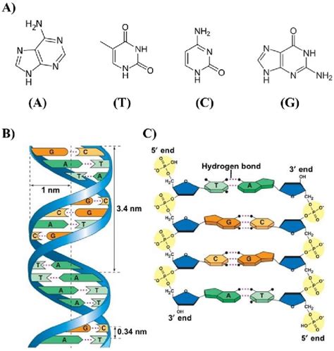 A Adenine A Thymine T Cytosine C And Guanine G Of Dna