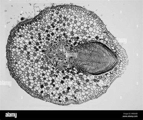 Central Root Structure Hi Res Stock Photography And Images Alamy