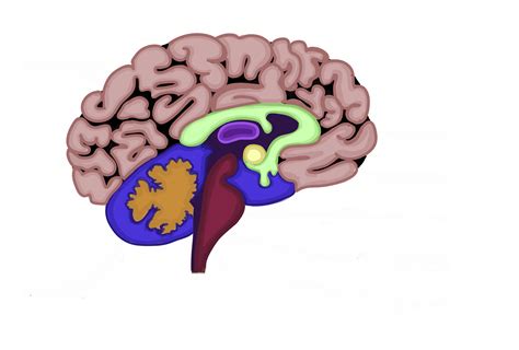 Research Teams Studying Emotion Regulation – Handling Intense Emotions