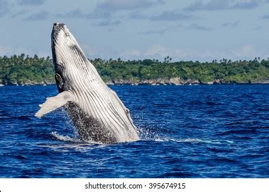 5,664 Humpback whale breaching Images, Stock Photos & Vectors ...