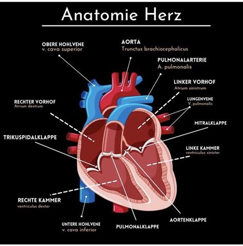 Pin By Chantal Haller On Anatomie Medicine Notes German Language