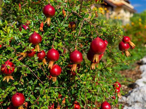 19 Different Types Of Pomegranates By Colors 2023