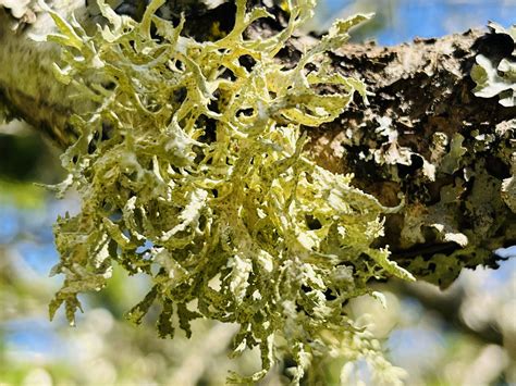 Lichen Identification With Specialist Juliet Pendray — Ecoforestry