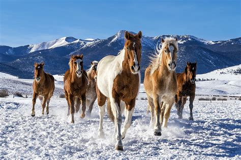 Horses Running In Snow Wallpaper