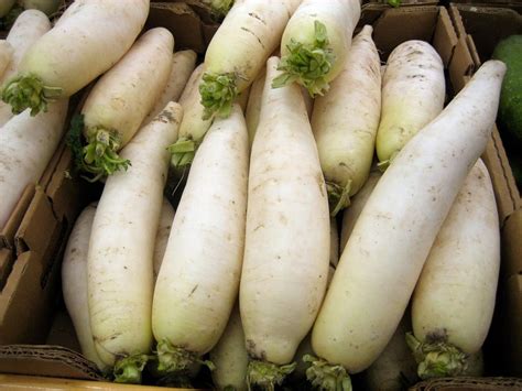 Parcela enorme forraje Daikon Rábano 150 semillas de supervivencia