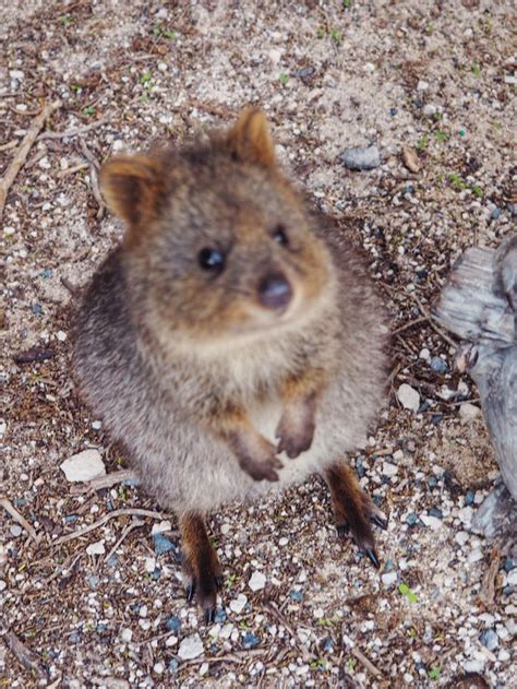 Day Trip to Rottnest Island: Bikes, Bays & Quokkas