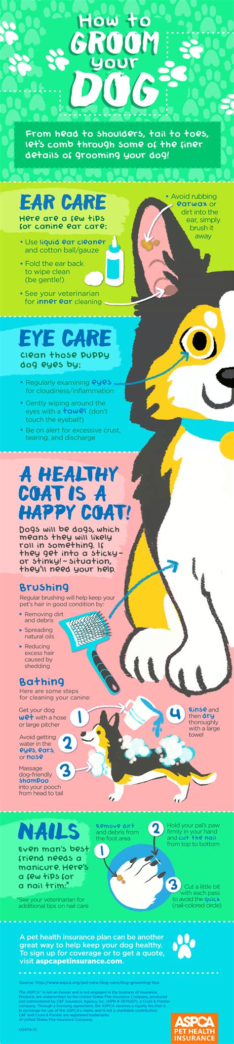 Dog Grooming Infographic