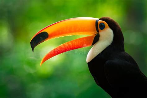 Portrait of Toucan Toco stock image. Image of bird, close - 134465387