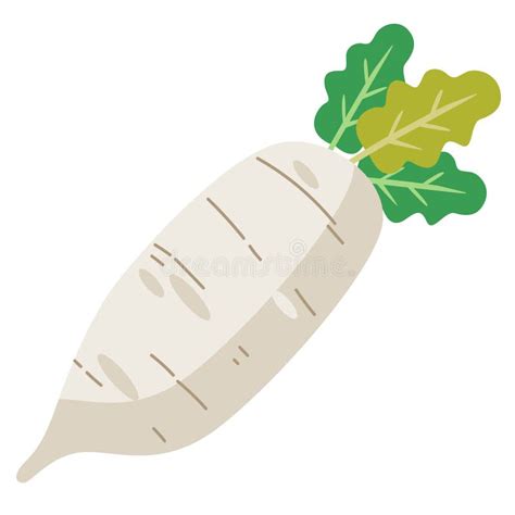 White Daikon Radish Vegetable Flat Design Vector Illustration Fresh