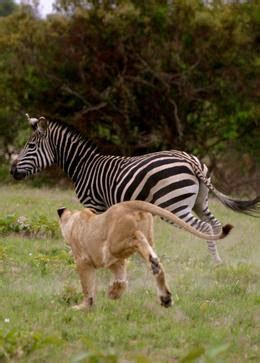 African lion hunting