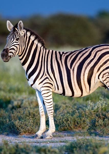 Plains Zebra Fan Casting