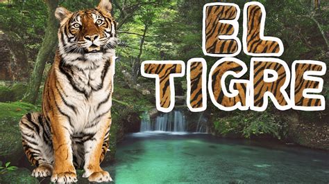 EL TIGRE Videos educativos para niños Los animales Documentales