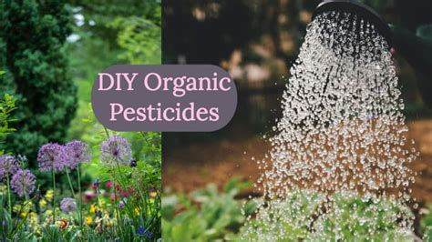 DIY Organic Pesticides - diy Thought