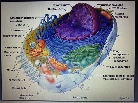 Cell Organelles Diagram | Quizlet