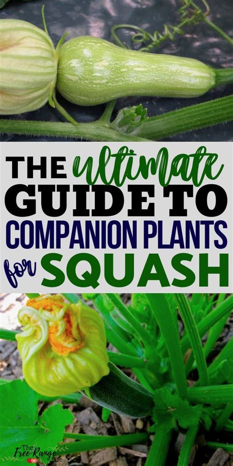 The Best Squash Companion Plants For Your Backyard Garden Artofit