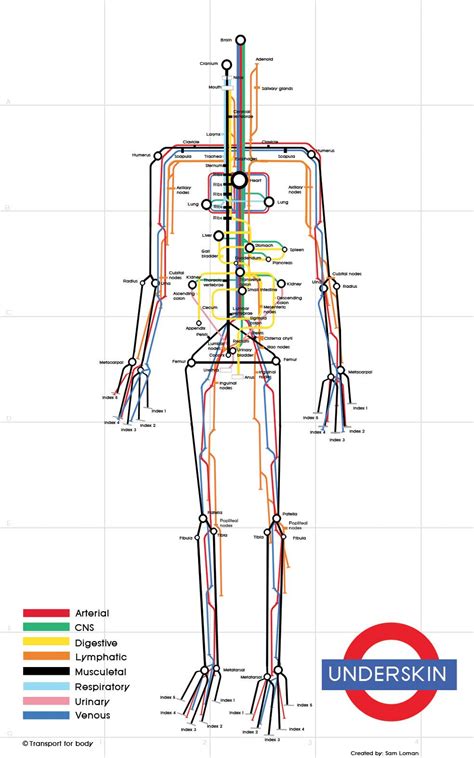 human anatomy  form  subway map swipe file