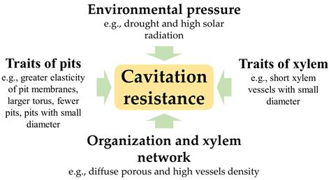 Pathogens Free Full Text Xylem Embolism And Pathogens Can The