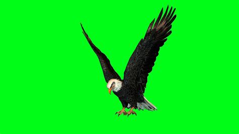 Real Eagle Attack Animation Green Screen 1080p Hd 3 Youtube