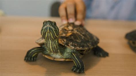 How Fast Do Red Eared Slider Turtles Grow Turtle Caring