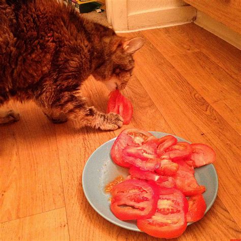can cats have tomatoes 6