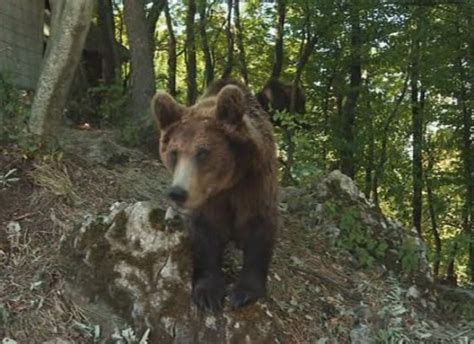 Maša i Ljubica atrakcija na Ozrenu Medvjedice koje obožavaju bombone