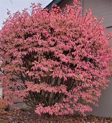 Grove Dwarf Burning Bush Birchfield Nurseries