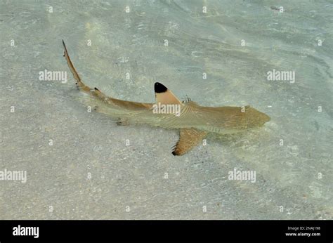 Carcharhinus Melanopterus Schwarzspitzen Riffhai Blacktip Reef Shark