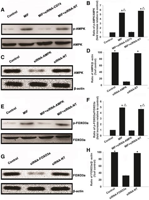 Macrophage Migration Inhibitory Factor Induces Cd74 Dependent