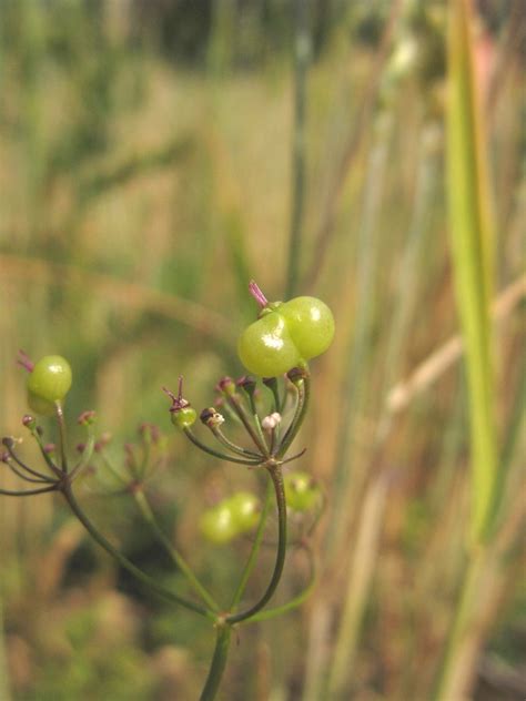 Bifora radians (wild bishop): Go Botany