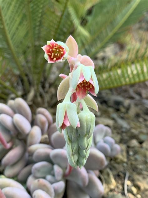 Pachyphytum Bracteosum The Ruth Bancroft Garden Nursery