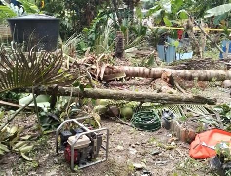 Warga Emas Maut Dihempap Pokok Kelapa Utusan Malaysia