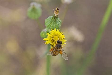 8 Types of Honey Bees and How to Identify Each - A-Z Animals