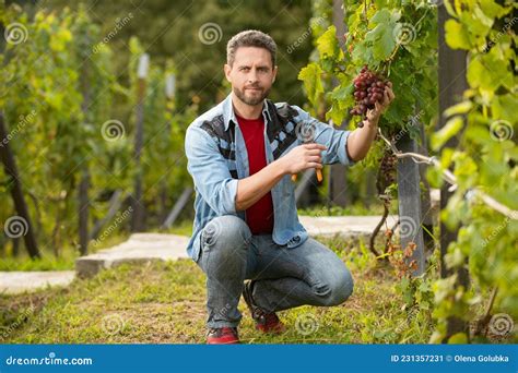 Viticultor Alegre En Granja De Uvas Cosechador De Hombres En La