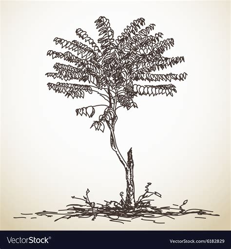 Sketch of small tree Royalty Free Vector Image