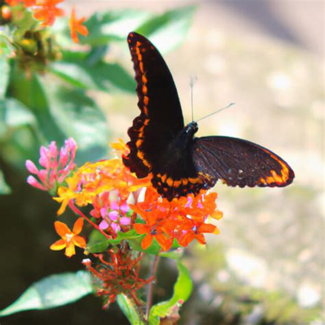 Mariposa Negra Y Naranja Descubre El Fascinante Significado Espiritual