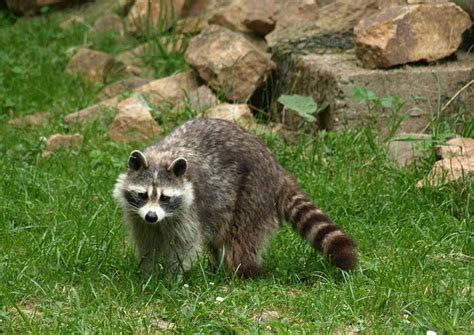 Free photo: Raccoon, Animal, Fur, Furry - Free Image on Pixabay - 856705