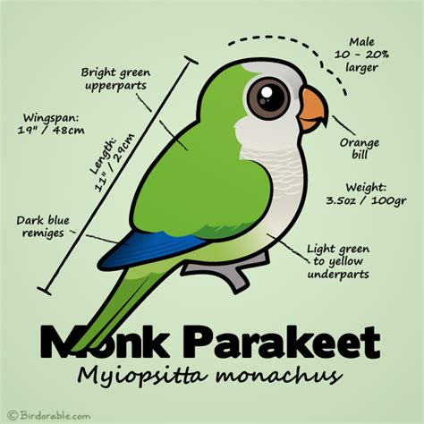 Birdorable Monk Parakeet