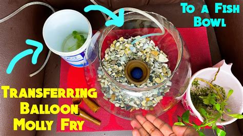 Transferring Balloon Molly Fries To A Fish Bowl And Taking Care How