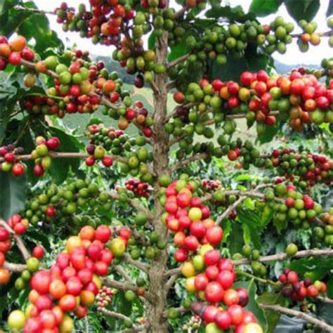 Coffee Seeds - Coffea Arabica Flower Seeds